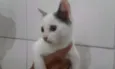 MIMI
