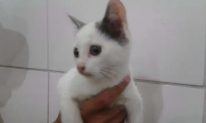 Gato ra a SRD idade Abaixo de 2 meses nome MIMI
