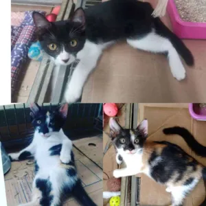 Gato raça SRD idade Abaixo de 2 meses nome Duda