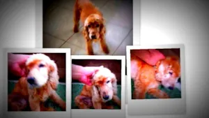 Cachorro raça Cocker idade 6 ou mais anos nome Sem Nome