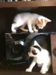 Gatinhos