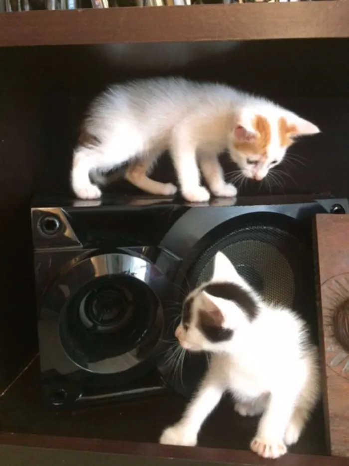 Gato raça SRD idade Abaixo de 2 meses nome Gatinhos