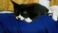 Gatinhos