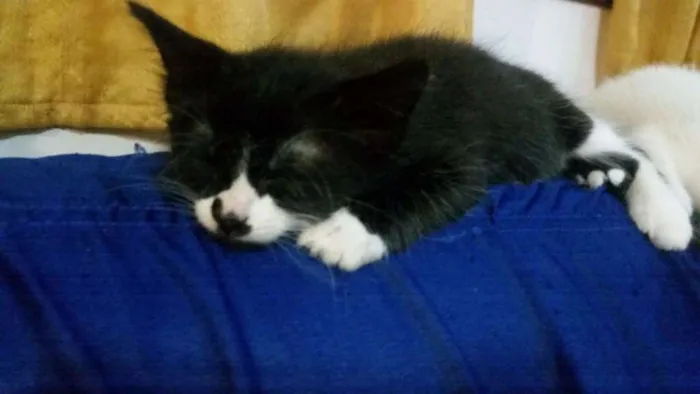 Gato raça SRD idade Abaixo de 2 meses nome Gatinhos