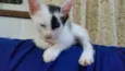 Gatinhos