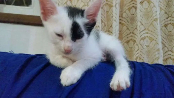 Gato raça SRD idade Abaixo de 2 meses nome Gatinhos