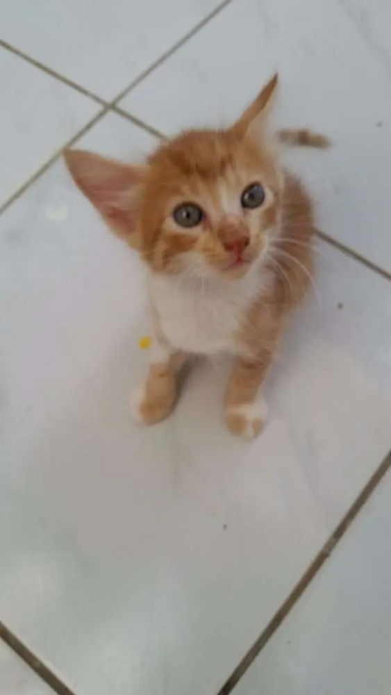 Gato raça SRD idade Abaixo de 2 meses nome Gatinhos