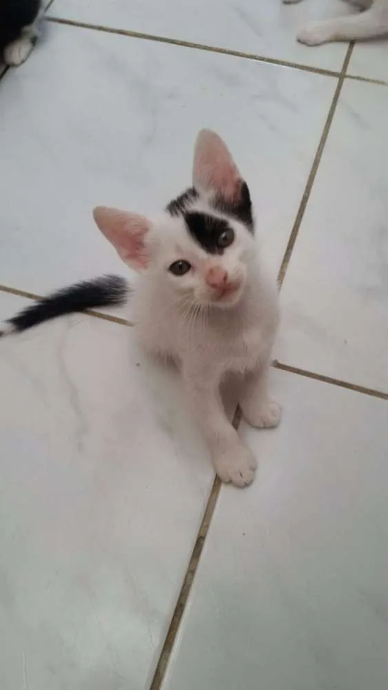 Gato raça SRD idade Abaixo de 2 meses nome Gatinhos