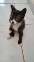 Gatinhos