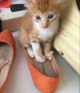 Gatinhos