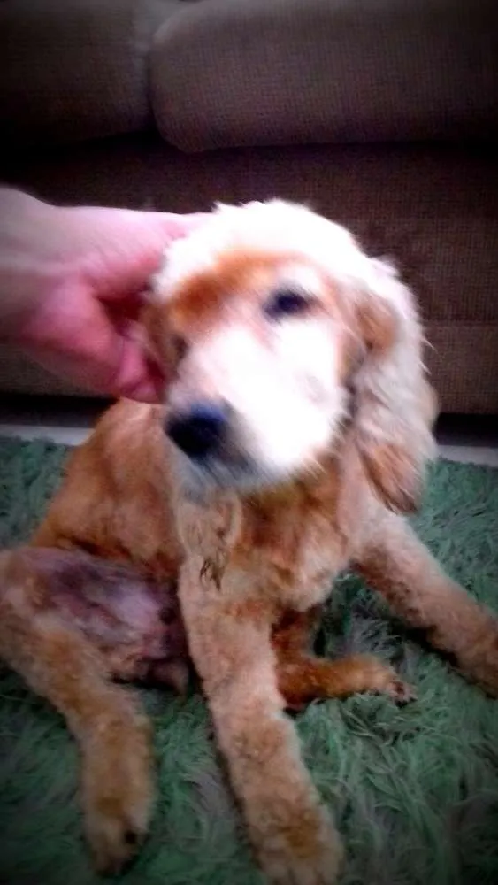 Cachorro ra a Cocker idade 6 ou mais anos nome Sem Nome
