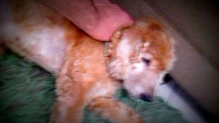 Cachorro ra a Cocker idade 6 ou mais anos nome Sem Nome