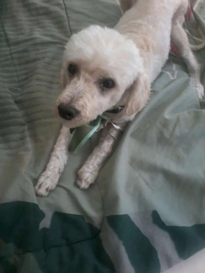 Cachorro ra a Poodle idade 1 ano nome Horus