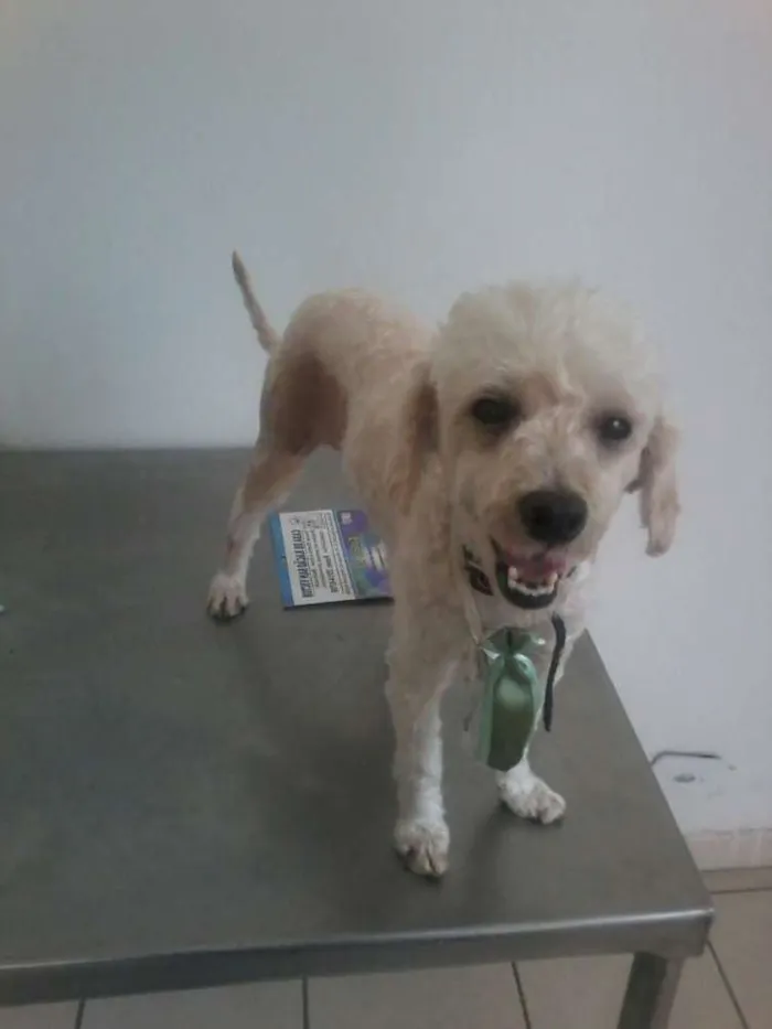 Cachorro ra a Poodle idade 1 ano nome Horus