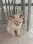 Titi