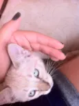 Titi