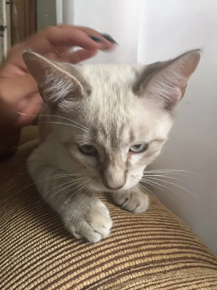 Gato ra a Mestiço idade 2 a 6 meses nome Titi