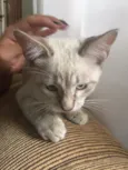Titi