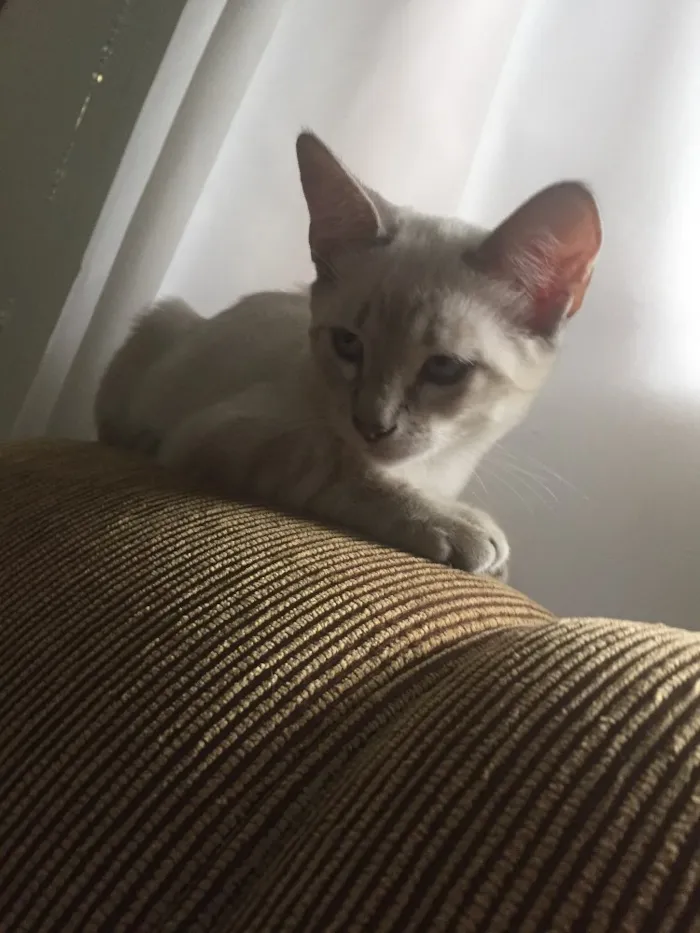 Gato ra a Mestiço idade 2 a 6 meses nome Titi