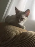 Titi