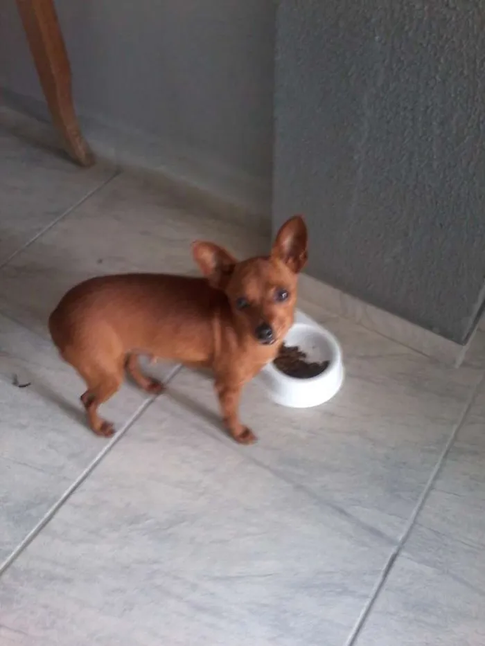 Cachorro ra a Pinscher idade 2 anos nome Flor