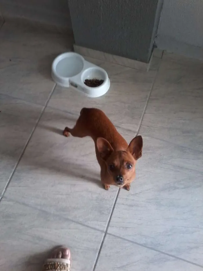 Cachorro ra a Pinscher idade 2 anos nome Flor