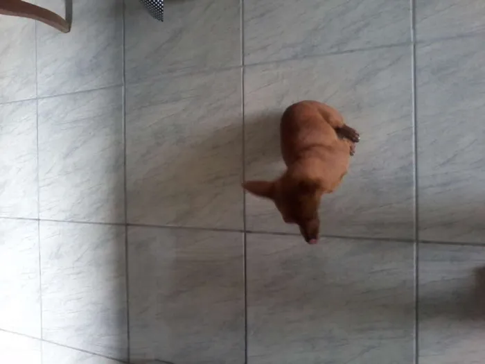 Cachorro ra a Pinscher idade 2 anos nome Flor