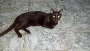 Gato raça N idade 2 a 6 meses nome Nego