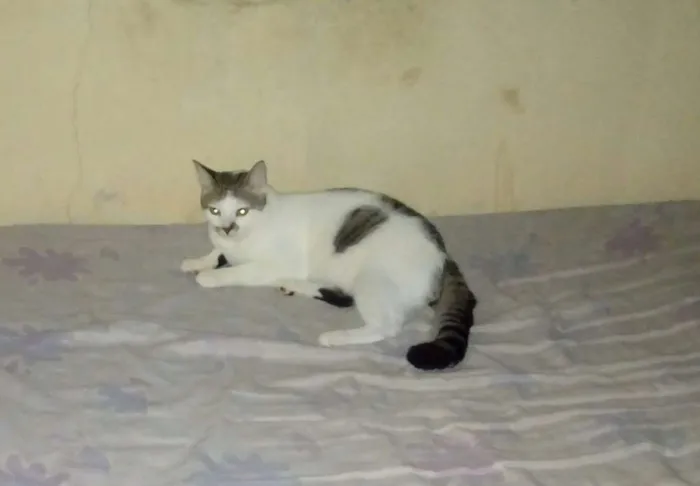 Gato raça N idade 2 a 6 meses nome Nego