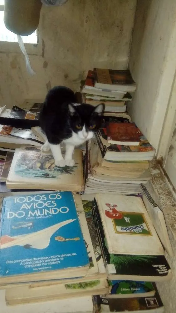 Gato raça N idade 2 a 6 meses nome Nego
