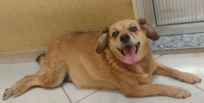 Cachorro ra a  idade 6 ou mais anos nome Futrica