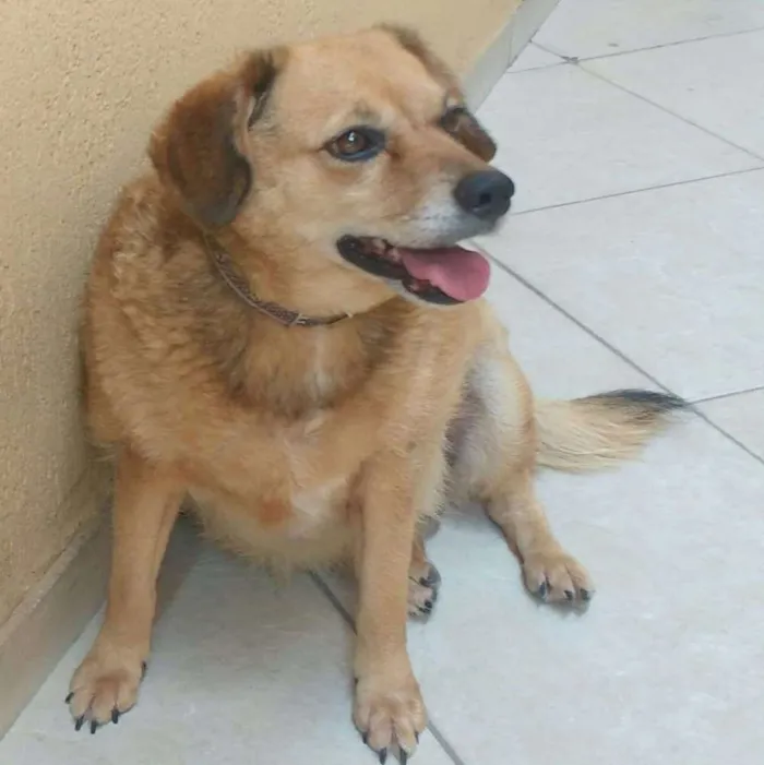Cachorro ra a  idade 6 ou mais anos nome Futrica
