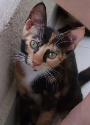 Gato raça SRD - sem raça definida idade 2 a 6 meses nome Sem Nome