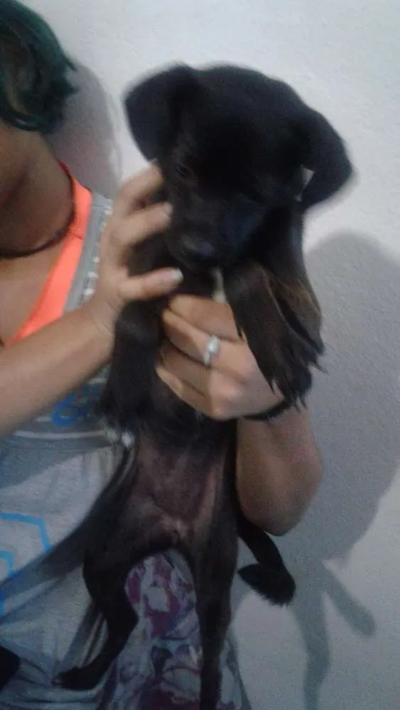Cachorro raça vira lata idade 2 a 6 meses nome Dominiki e Skarlett