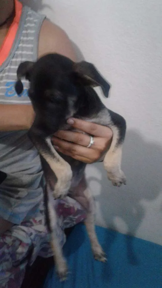Cachorro raça vira lata idade 2 a 6 meses nome Dominiki e Skarlett