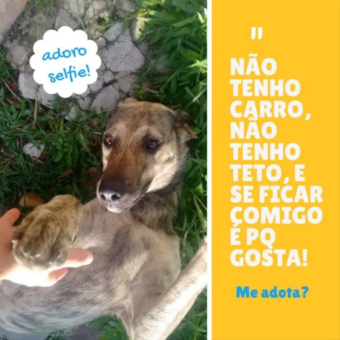 Cachorro ra a Srd idade 2 anos nome Tigrinha