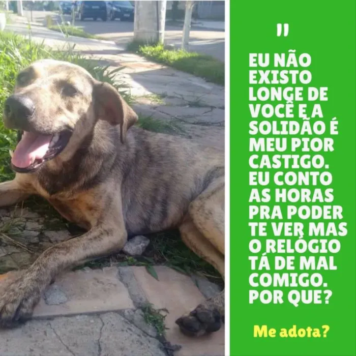 Cachorro ra a Srd idade 2 anos nome Tigrinha