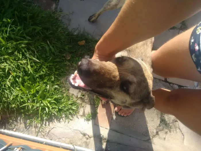 Cachorro ra a Srd idade 2 anos nome Tigrinha