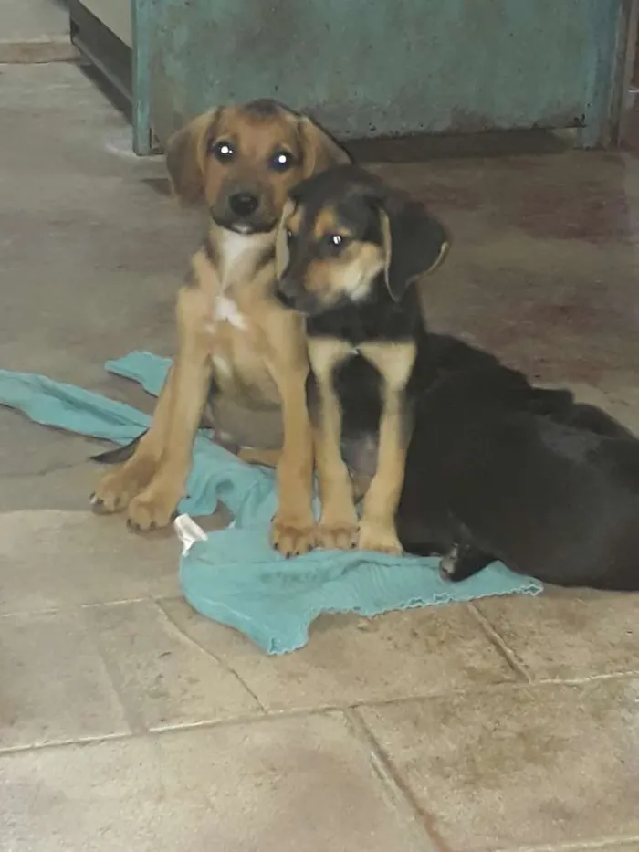 Cachorro ra a Vira-lata  idade 2 a 6 meses nome Kiko