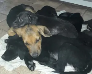 Cachorro raça Vira-lata  idade 2 a 6 meses nome Kiko