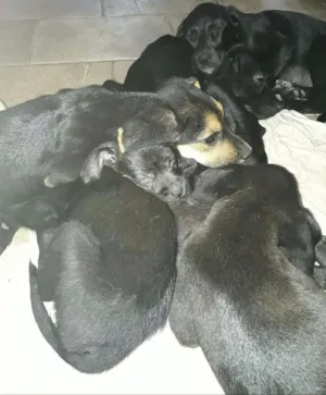 Cachorro raça Vira lata  idade 2 a 6 meses nome Nhonho