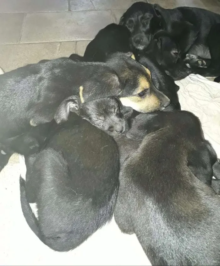 Cachorro ra a Vira lata  idade 2 a 6 meses nome Nhonho