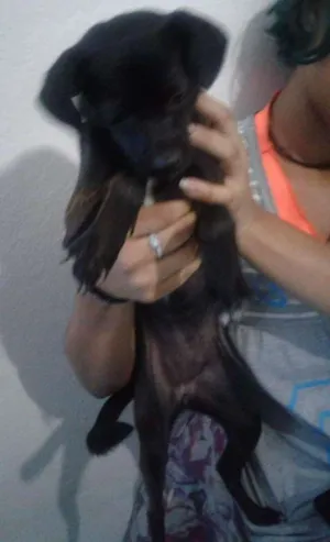 Cachorro raça vira lata idade 2 a 6 meses nome Dominiki e Skarlett