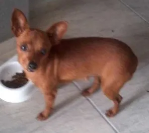 Cachorro raça Pinscher idade 2 anos nome Flor