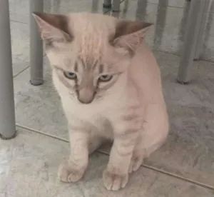 Gato raça Mestiço idade 2 a 6 meses nome Titi