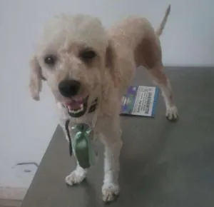 Cachorro raça Poodle idade 1 ano nome Horus