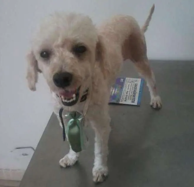 Cachorro ra a Poodle idade 1 ano nome Horus