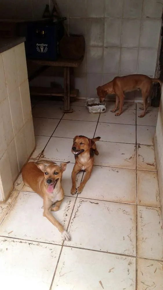 Cachorro ra a SRD idade 2 anos nome Sem nome