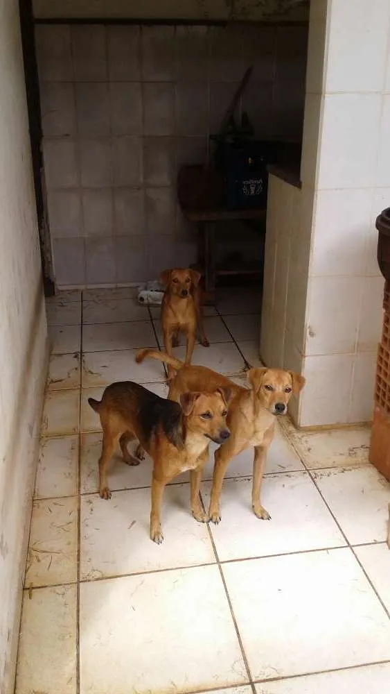 Cachorro ra a SRD idade 2 anos nome Sem nome