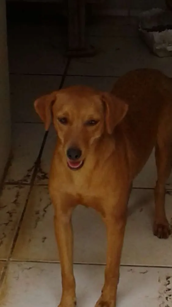 Cachorro ra a SRD idade 2 anos nome Sem nome